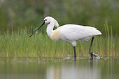 Eurasian Spoonbill (Platalea leucorodia), side view of an adult standing in the water, Campania, Italy