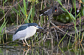 Black-crowned Night Heron (Nycticorax nycticorax), side view of an adult perched on a branch, Campania, Italy