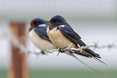 Barn Swallow (Hirundo rustica), two indidivudals perched on a barbed wire, Campania, Italy
