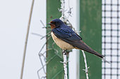 Barn Swallow (Hirundo rustica), side view of an adult female perched on a barbed wire, Campania, Italy