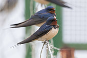 Barn Swallow (Hirundo rustica), two indidivudals perched on a barbed wire, Campania, Italy