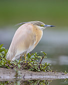 Squacco Heron (Ardeola ralloides), adult standing on the ground, Campania, Italy