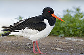 Eurasian Oystercatcher (Haematopus ostralegus), side view of an adult stuck in a fishing line, Campania, Italy