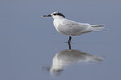 Sandwich Tern (Thalasseus sandvicensis), side view of an adult standing on the shore, Campania, Italy