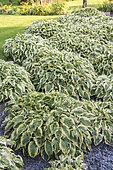 Hosta 'Wide Brim' attacked by insects in summer, Moselle, France
