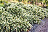 Hosta 'Wide Brim' attacked by insects in summer, Moselle, France