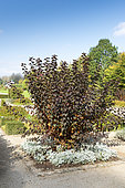 Atlantic ninebark (Physocarpus opulifolius) in autumn, Somme, France