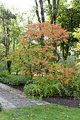 Staghorn Sumac (Rhus typhina) in a garden in autumn, Somme, France