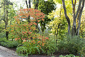Sumac amarante (Rhus typhina) dans un jardin en automne, Somme, France