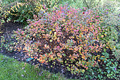Fortune meadowsweet (Spiraea japonica) 'macrophylla' in autumn, Somme, France