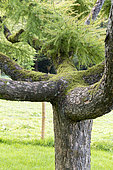 Mélèze pleureur (Larix kaempferi) 'pendula' dans un jardin, automne, Somme, France