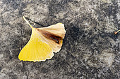 Dead leaf of Ginkgo (Ginkgo biloba) in autumn, Somme, France