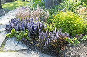 Carpet Bugle (Ajuga reptans) in bloom in a spring garden, Pas de Calais, France