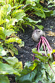 Picking beets (Beta vulgaris) in a vegetable garden in summer, Pas de Calais, France