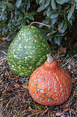 Pumpkin and calabash squash in a garden, autumn, France, Germany