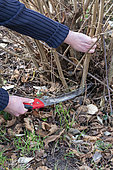 Femme coupant des tiges de noisetier (Corylus avellana) à l'aide d'une scie à main en hiver, Pas de Calais, France