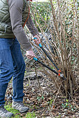 Homme coupant des tiges de noisetier (Corylus avellana) à l'aide d'un élagueur en hiver, Pas de Calais, France