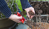 Cutting of the stalks of Stoencrop (Sedum sp) faded in winter, Pas de Calais, France