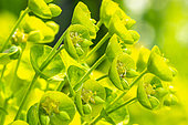 Mediterranean spurge, Euphorbia characias ssp wulfenii 'John Tomlinson', flowers
