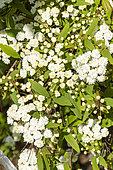 Meadowsweet 'Lanceata', Spiraea cantoniensis 'Lanceata', flowers