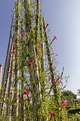 Cypress vine, Ipomoea quamoclit 'Rose', flowers