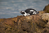 African penguin (Spheniscus demersus), Betty's bay, Western Cape, South Africa, December 2018