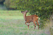 Western roe deer in summertime, Capreolus capreolus, Hesse, Germany, Europe