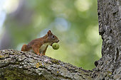 Red squirrel with walnut, Sciurus vulgaris, Hesse, Germany, Europe
