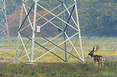 Fallow deer near High-Voltage Power Line, Germany, Europe