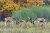 Fighting Fallow Deers at Rutting Season, Cervus dama, Hesse, Germany, Europe