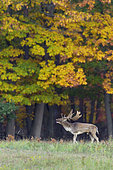 Belling Fallow Deer at Rutting Season, Cervus dama, Autumn, Germany, Europe