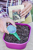 Leek seedling in seed tray.