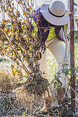 Woman pulling a dahlia in autumn, after the first frosts.