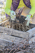 Woman putting a strain of dahlia in a crate for wintering.