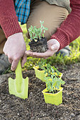 Man transplanting hashed peas in a bucket.