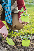 Man transplanting hastened bean plants in a bucket.