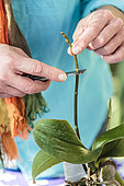 Application of a paste of hormones to promote the production of a keiki on a floral shaft of Phalaenopsis. Natural method of vegetative cuttings of orchids.