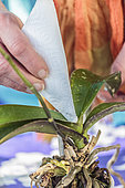 Tip to remove the water in the heart of a Phalaenopsis: folded absorbent paper towel blotting the water fallen in the heart of the rosette of leaves.