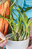 Cleaning of an orchid with a brush, application of a product against the scale insects