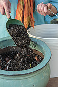 Plantation de bulbes de tulipe en pot en pas à pas. 4 : couvrir les bulbes avec du substrat.