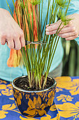 Cutting of dwarf papyrus (Cyperus haspan) indoors, step by step.