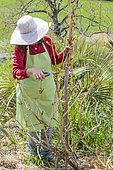 Woman carving a trumpet creeper, in March-April, at budbreak.