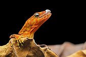O'Shaughnessy's gecko or collared gecko (Gonatodes concinnatus), male, Amazon rainforest, Yasuni National Park, Ecuador, South America