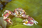 Porcelain crab (Neopetrolisthes oshimaï) on its green anemone, Raja Ampat, Indonesia