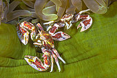 Two symbiotic porcelain crabs sharing a sea anemone, Raja Ampat, Indonesia