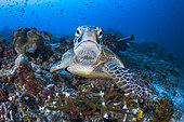 Face to face with a green turtle (Chelonia mydas) on the Sawandarek site. Raja Ampat