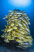 A fish tower. For a moment, the shoal of sweetlips (Plectorhinchus sp) took the form of a tower rising to the surface.