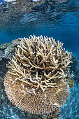 Coral war. Corals are in a merciless struggle for their development and their search for light. Mayotte