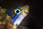 Happy fFsh, Bluestriped fangblenny (Plagiotremus rhinorhynchos) sticking her head out of her hole with a joyful smile, Mayotte