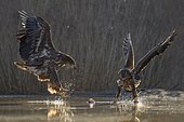 White-tailed eagle (Haliaeetus albicilla), young eagles fighting over fish carcass in shallow water, fishpond, Kiskunság National Park, Hungary, Europe